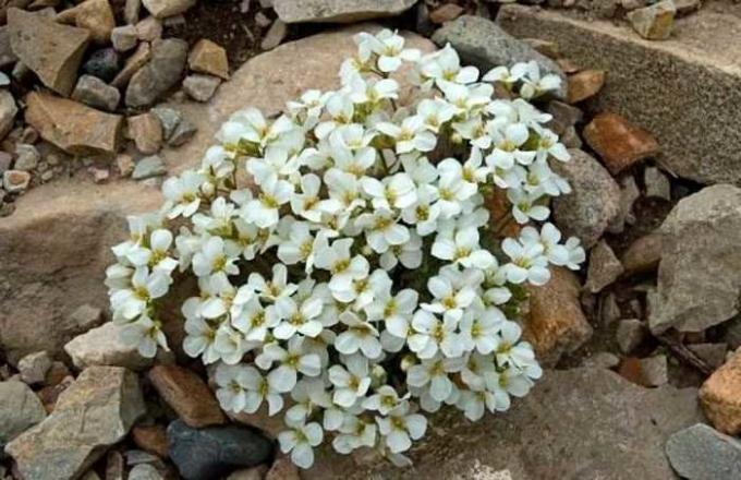 Biele kvety Arabis