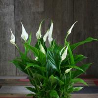 Miniatúrne Spathiphyllum Strauss: pravidlá starostlivosti