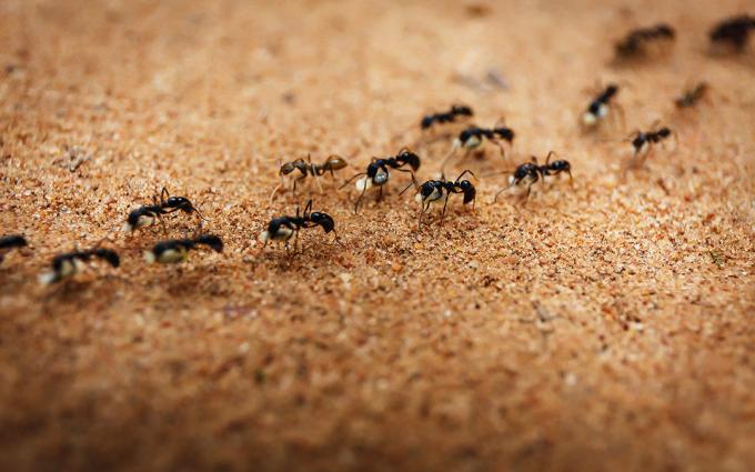 Vyhostí mravce so soľou | ZikZak