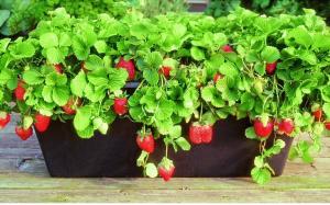 Celoročné čerstvé jahody: ako pestovať jahody doma