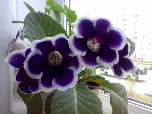 Gloxinia na parapete mesto - rekreačný mieste! Grade "Kaiser Wilhelm", foto: grebenshikova12.ucoz.ru