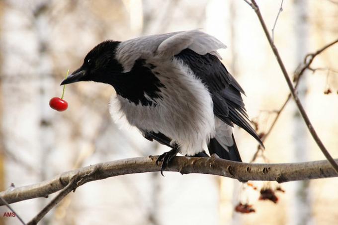 Vrany a straky sú veľmi podobné jesť bobule. Ilustrácie k článku prevzaté z internetu