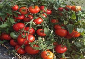 Unikátny paradajka odrody - mongolský trpaslík. Nevídaná produktivita je uctievaný mnohých záhradkárov.