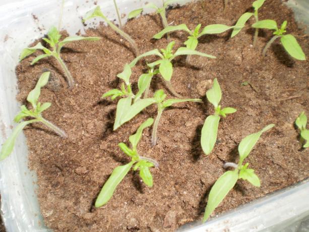 Pri zalievaní sa hnojív APPIN a humát slabé sadenice paradajok rýchlo reagovať na hnojenie. Stonka sa stáva silnejšie, listy otočiť intenzívnu zelenú farbu, silný rast je viditeľný.