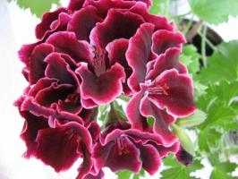 Royal Pelargonium: pravidlá pestovania a starostlivosti