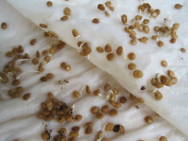 Pozrite sa teda mrkva semien po ošetrení. Fotografie z tsvetydoma.ru