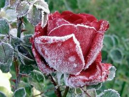 Pripravte sa na zimu ruže: ako nálade, čo a čo skrývať, ako trim. Ako farba ovplyvňuje mráz