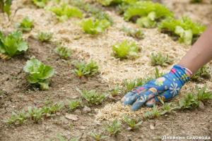 Čo môže nahradiť zelené hnojenie na lôžko