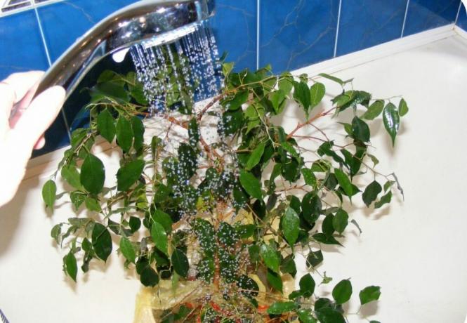 Ficus benjamina nie je nič príjemné, a prepadová a sucho: listy budú zložiť okamžite! Foto: krrot.net