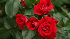 Hnojenie a zalievanie ruží k dlhému kvitnutia