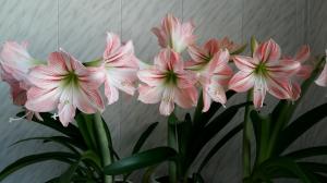 Hippeastrum a Amaryllis: Aké rozdiely ohromujúci rastliny