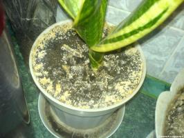 Ako môžem odstrániť biely povlak na zem u izbových rastlín