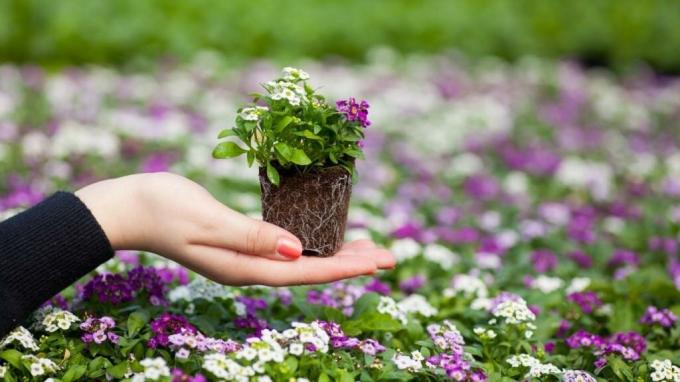 Klíčky - spôsob, ako získať staršie kvetmi. zobraziť: http://grassia.ru