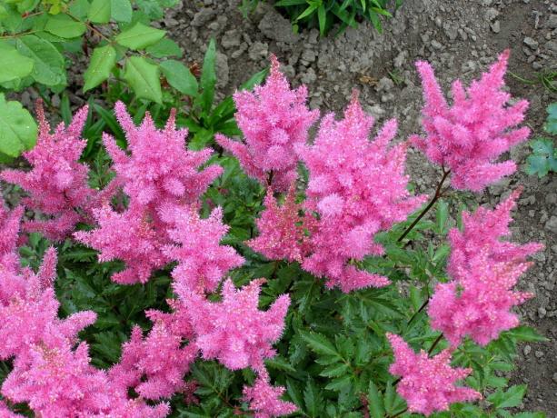 Charmer - ružová Astilbe. Foto: yandex.kz/collections, užívateľské IrinaVSann