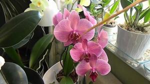 Vlhkosti pri pestovaní orchideí