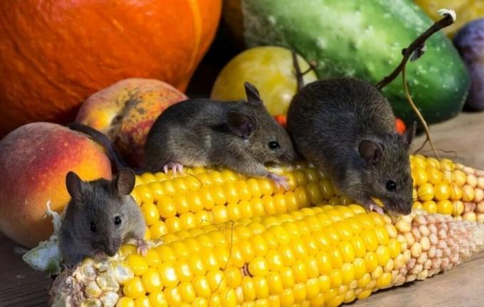 Myši jesť úrodu. Foto zdroj: botanichka.ru