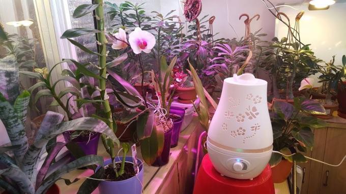 zvlhčovač vzduchu je užitočné pre všetky tropické kvety