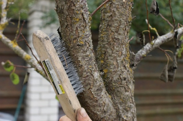 Iron štetec pomôže pripraviť strom | Záhradkárstvo a záhradníctvo