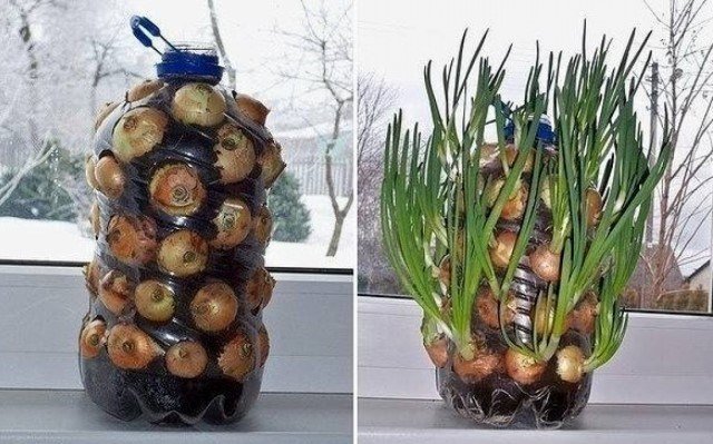 Unikátny spôsob pestovania cibule na parapete | Záhradkárstvo a záhradníctvo