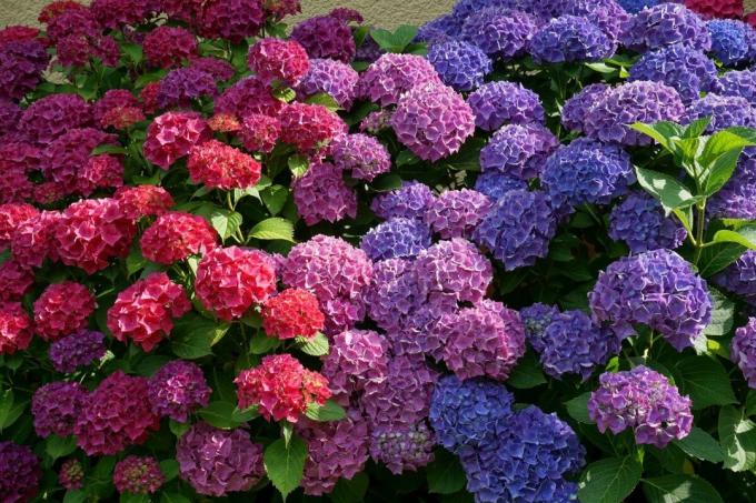 Každý záhradník môže zmeniť farbu hortenzií bez "farby", s využitím prirodzených vlastností Bush