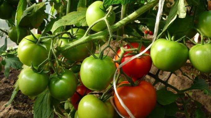 A v auguste aj naďalej monitorovať dostatočnú vlhkosť paradajka lôžok