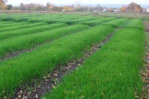 Žitný zelené hnojenie: Výsadba na jeseň zvýši plodnosť a úrodu zeleniny v dôsledku ekologickej