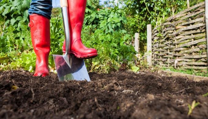 Výhody a škody na kopanie do krajiny v tejto oblasti | Záhradkárstvo a záhradníctvo