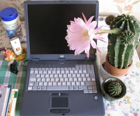 Cactus pri počítači. Foto z internetu
