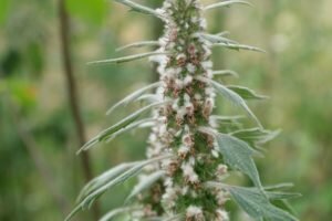 Motherwort: terapeutické vlastnosti a kontraindikácie, ako odber