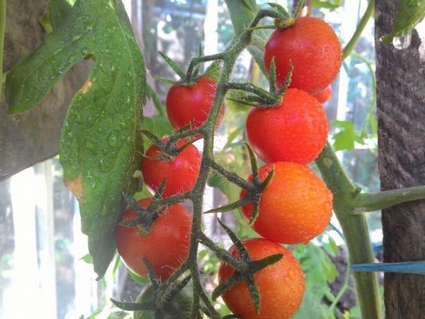 Dozrievanie paradajky - pohľad na boľavé oči! (Mojateplica.ru)