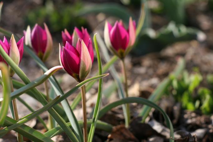 Varovanie! Low-rastúce tulipány - výnimka. Dospelí žiarovky sú zasadené v hĺbke 10 cm. Foto: violet-bryansk.ru