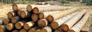 Voľba dreva: charakteristika rôznych plemien