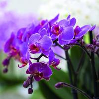 Čo je obyčajný v Phalaenopsis orchidey a Decembrists?