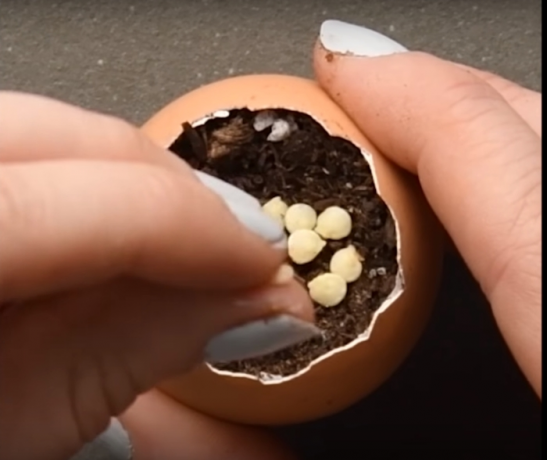 Výsadba semien vo vajci