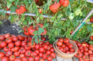 Spodné listy, tým vyššia je výťažok paradajok (špeciálny režim hnojenie a zavlažovanie)