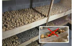 Chyby pri skladovaní zemiakov. Ako skladovať zemiaky.