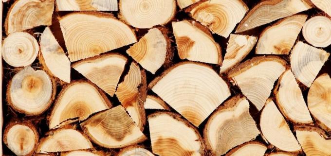 Lipové drevo má liečivé vlastnosti