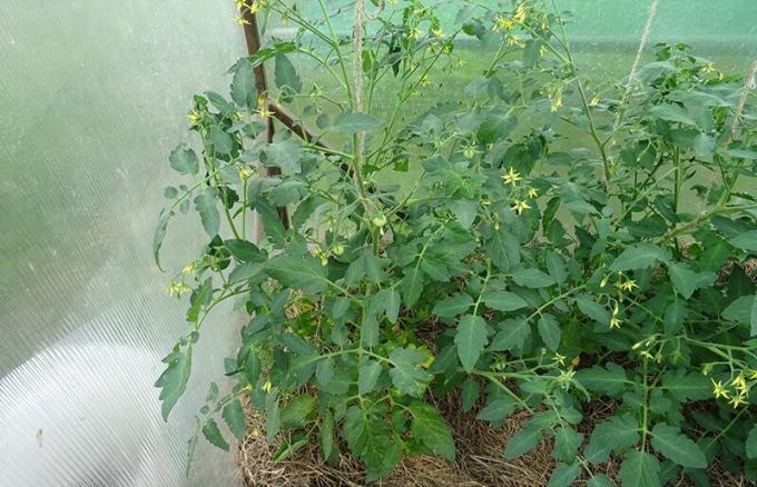 11.06.2019, Kursk. Two Bush paradajka determinant z jedného druhu mykorhízne a bez takmer nelíši.