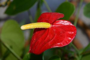 Flower Pánske šťastie, alebo Anthurium - krok za krokom, ako na sedenie, tipy pre následnej starostlivosti
