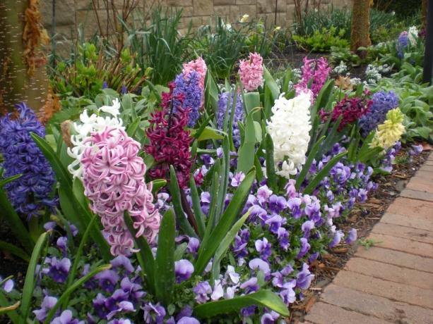 Hyacint Kvetinový záhon na jar