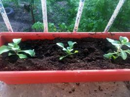 Petunia v škatuliach a hrncov: koľko a pôda potrebná pre rast a kvitnutie