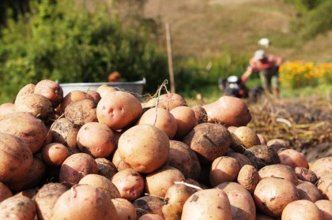 Aj kopať zemiaky obyčajne lopatka, aj keď agronómovia poradiť pomocou vidličky