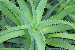 Agave: liečivé vlastnosti rastlín