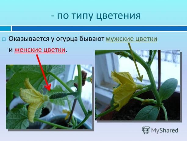 Ilustratívny príklad myshared.ru site