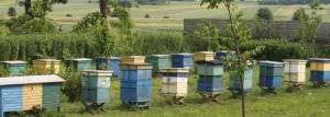Ako usporiadať mini-farma včela