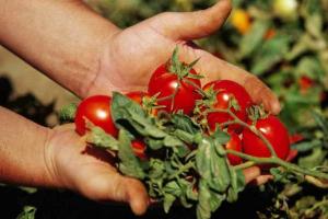 6 tajomstvo: paradajky sú chutné, šťavnaté a veľké