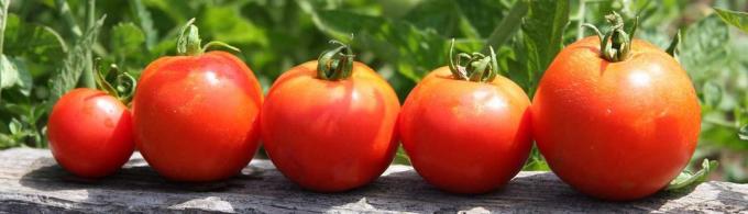 Čerstvé paradajky na stole je vždy cesta!
