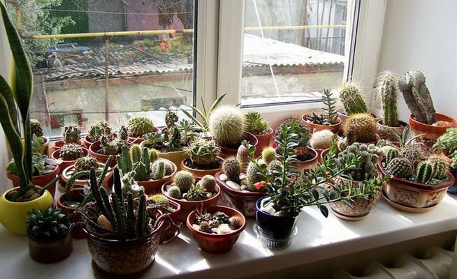 Zbierka kaktusov na južnej okno