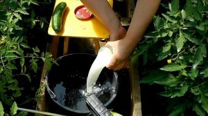 Ako pripravujem hnojivo so sérom pre uhorky, paradajky, papriky