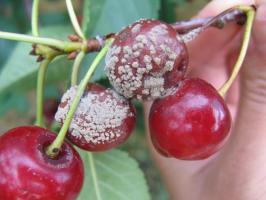 Ako ušetriť na záhradu z ovocných hniloby